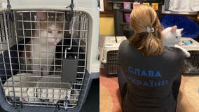 Cats rescued from Ukraine looking for forever homes in DMV