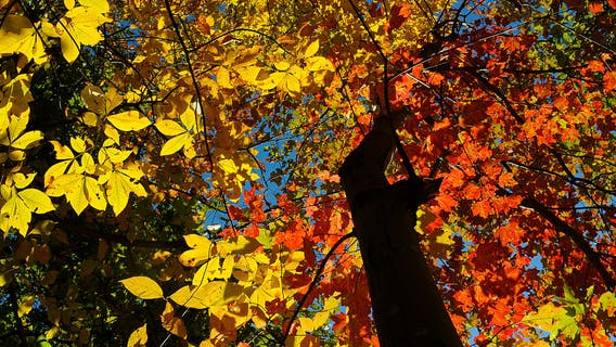 Fall in love with some festive activities: Here's your weekend guide to events in the DC area