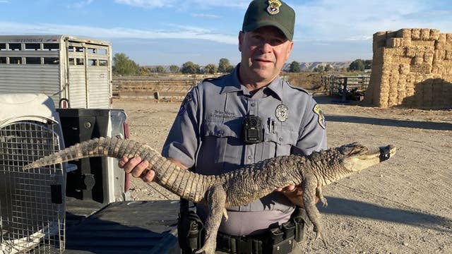 Man walking his dog finds alligator roaming in rural Idaho