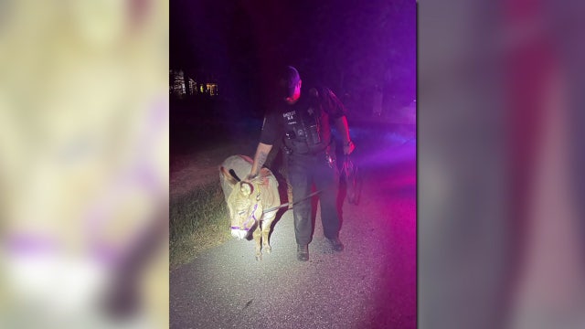 Escaped donkey reunited with owner in Stafford County