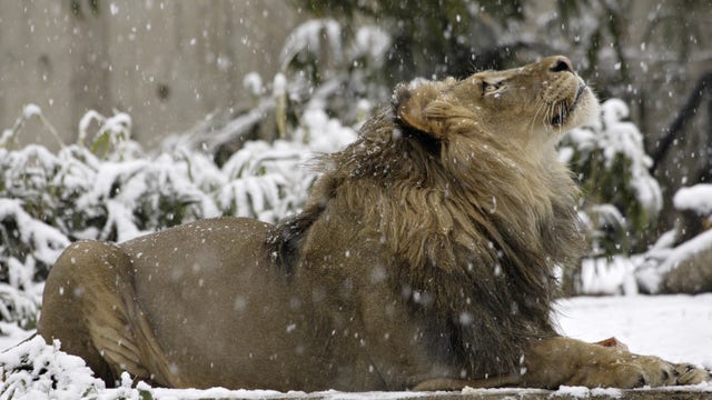 Luke the lion dies at the National Zoo after years long battle with spinal disease