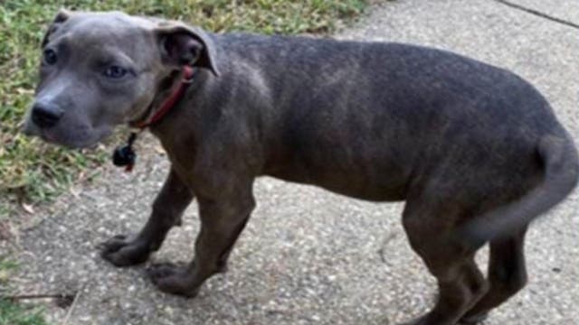 Pitbull mix puppy stolen at gunpoint in Northeast DC