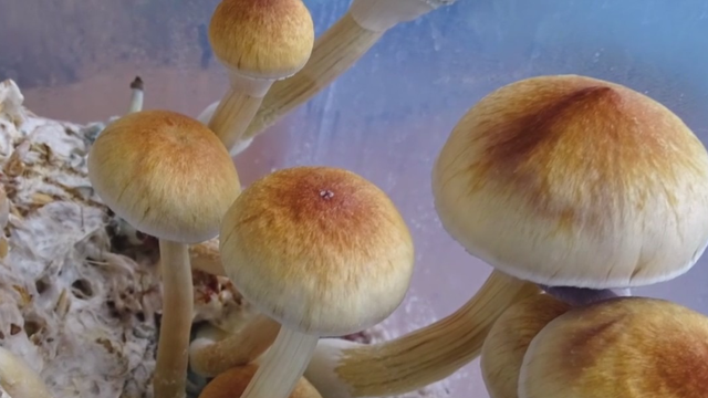 Johns Hopkins says magic mushrooms may help smokers quit