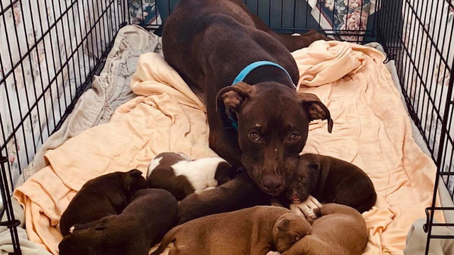 'You make it too easy to foster': DC couple charged with animal cruelty after stealing, selling foster dogs