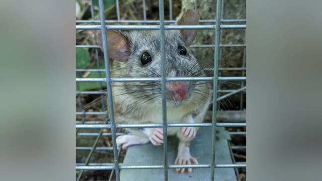 Harpers Ferry wildlife officials rediscover species last seen 20 years ago