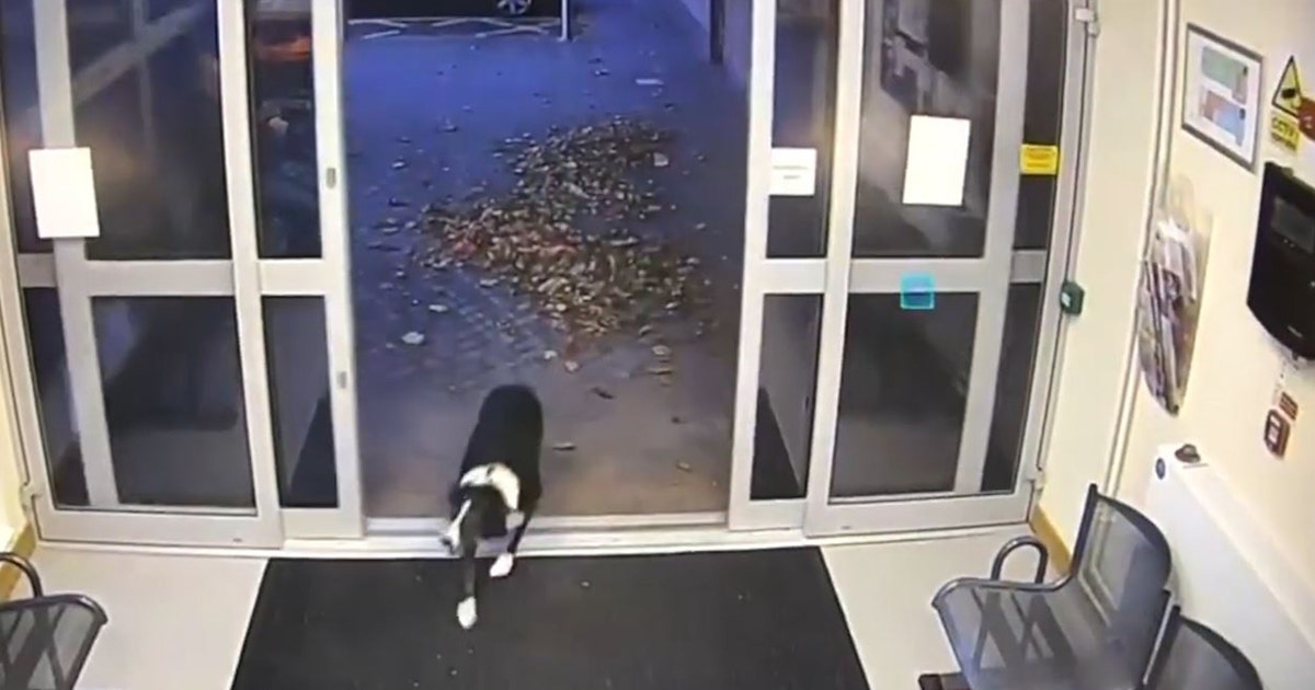 Lost rescue dog turns herself in at police station, footage shows | FOX ...