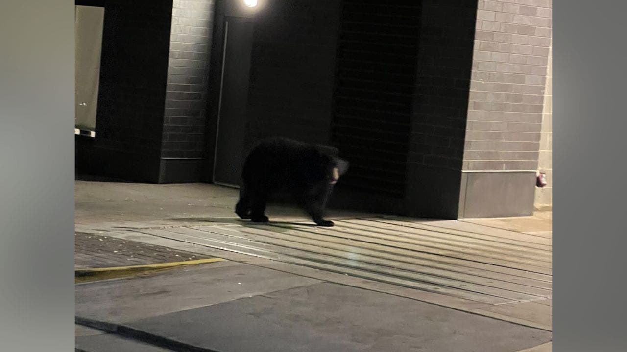 Northern Virginia Black Bear On The Loose; Officials Say Don't Approach ...