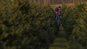 Where to get your Christmas tree in D.C., Maryland and Virginia