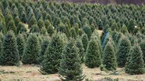 Where to cut down your own Christmas tree around the DC area