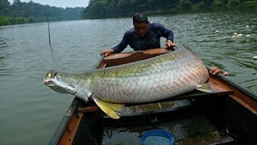 The Amazon's largest fish makes a comeback