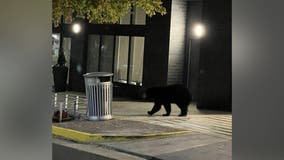 Video shows a bear roaming the streets of Tysons