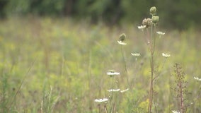 Prince William County data centers plan sparks controversy among residents, leaders