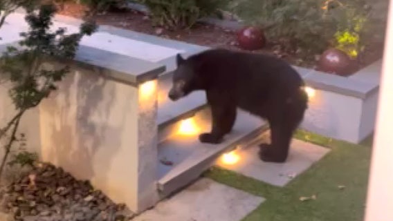 Virginia Bear Sightings: What to do if you see a bear and ways to keep them off your property