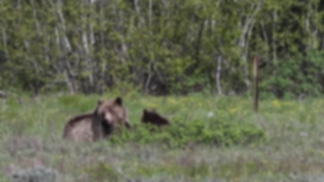Bear attacks woman who's walking her dogs, she plays dead even with 'crunched' skull