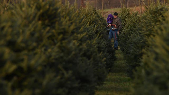 Where to get your Christmas tree in D.C., Maryland and Virginia