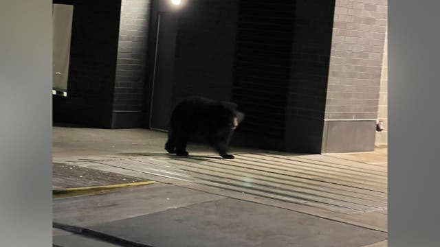Northern Virginia black bear on the loose; officials say don't approach it