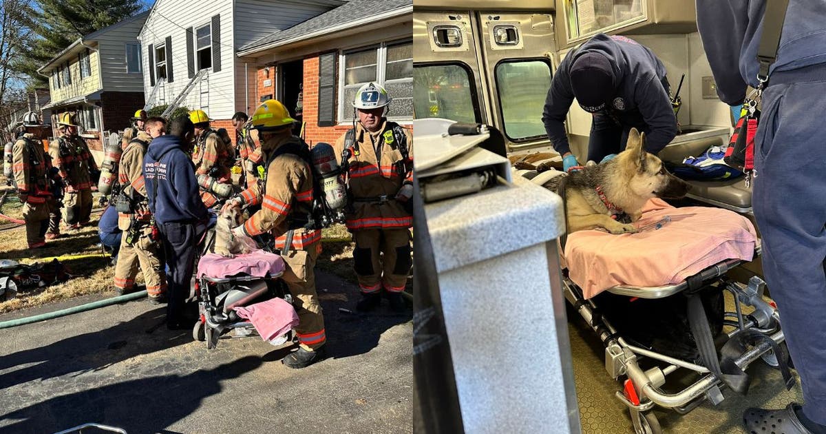 2 dogs resuscitated after house fire in Montgomery County; 3 cats dead ...