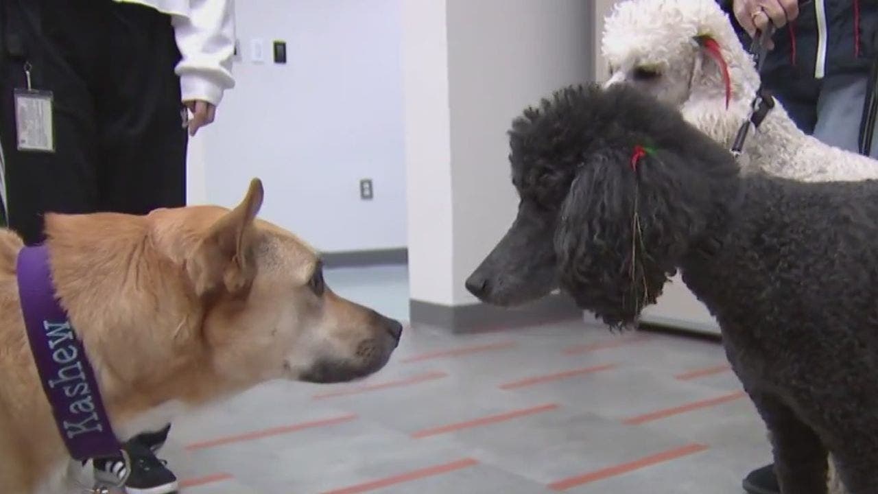 Kids can read books to dogs in Montgomery County FOX 5 DC Kids can read books to dogs in Montgomery County FOX 5 DC