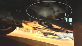 Dog stuck in vehicle engine rescued by off-duty police officers