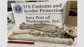 Zebra and giraffe bones seized at Dulles Airport