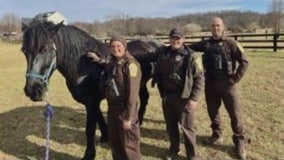 Horse rescued from swimming pool at Virginia home