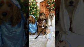 Pups give nativity scene performance at doggy daycare