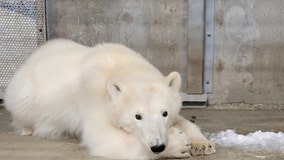 Alaska Zoo takes in orphaned polar bear found wandering alone