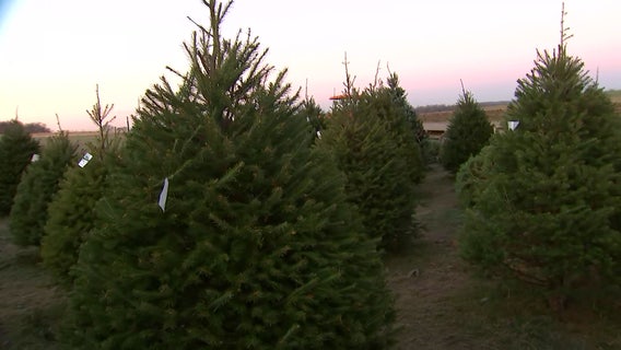 High demands, rising prices at Christmas tree farms dampen cheerful spirits