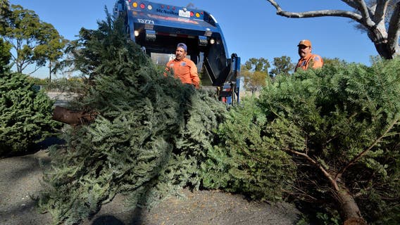 Christmas Tree Recycling: What to know and where to go in the DC region