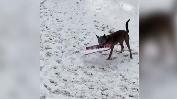 Adorable video: Police dog attempts to shovel snow in Vermont