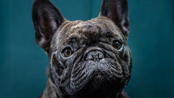Man sentenced for holding family at gunpoint to steal 5 French bulldog puppies