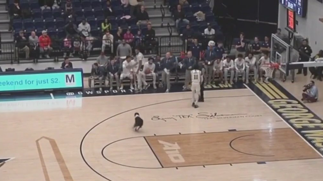 Dog runs on court during GW vs American basketball game