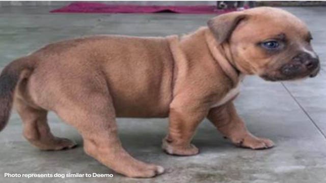 5-week-old bulldog puppy stolen during Southwest DC break-in