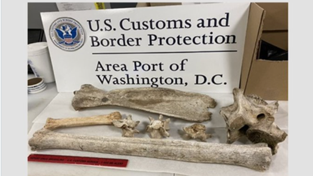 Zebra and giraffe bones seized at Dulles Airport