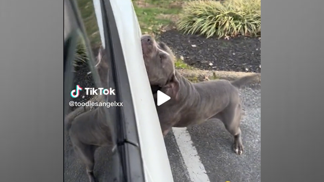 VIDEO: Pit bull tears apart Tesla in PG County