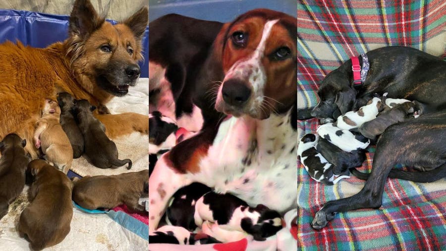 PHOTOS: 25 puppies born at Homeward Trails animal shelter this week