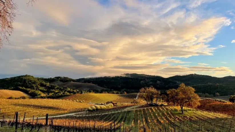 New Virginia law could threaten small wineries in the state