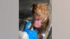 Chained dog shot in Fairfax County; police search for owner