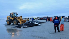 Humpback whale that washed ashore in NJ likely struck by vessel: Officials