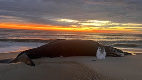 Dead whale found on beach at Assateague Island National Seashore