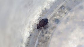 Here are the 50 worst US cities for bed bugs, according to Orkin