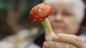 Virginia House panel votes down 'magic mushrooms' bill