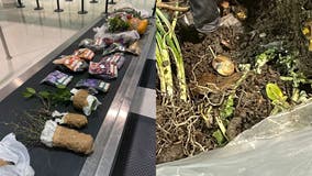 21 prohibited plants found in Virginia family's luggage at BWI by 'Beagle Brigade'
