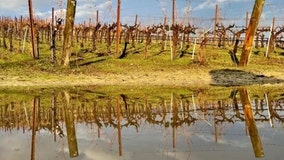 What does all this rain in California mean for the wine?