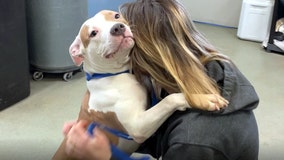 Dog tied up, abandoned at Iowa airport while owner catches flight alone