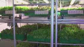 Arlington wants to turn empty office spaces into urban farms