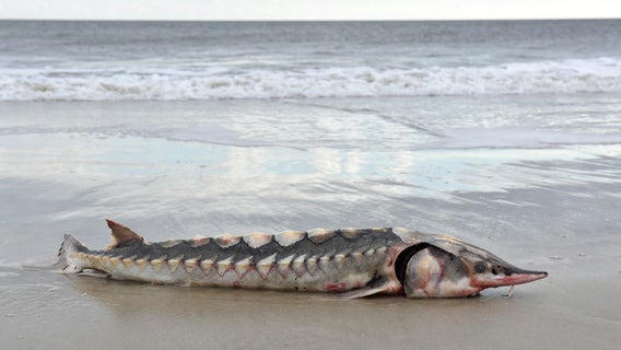 Rare Atlantic Sturgeon washes up on Assateague Island