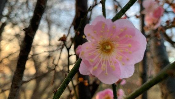 Cherry blossoms blooming already? No - but these trees on DC's National Mall are