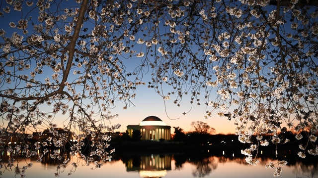 Could DC cherry blossoms arrive early this year due to warm January weather?