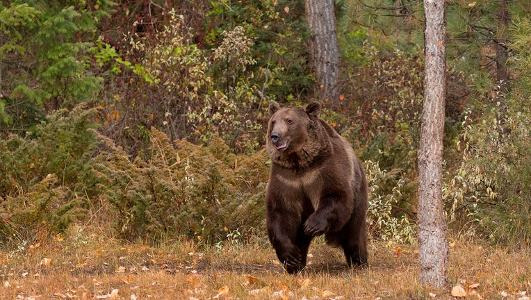 grizzlybear